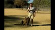 Obedience Training For Dogs Stop A Dog Barking