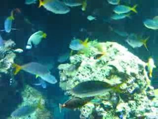 Acquario al Museo Oceanografico di Monaco Monte Carlo Hotel