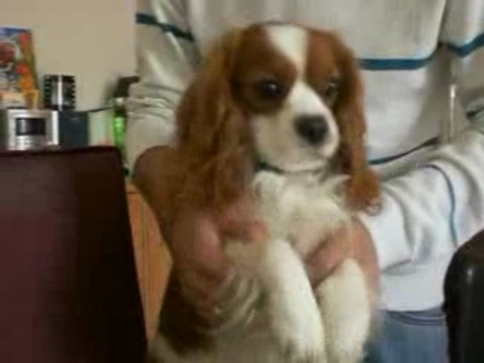 dread le danseur passif