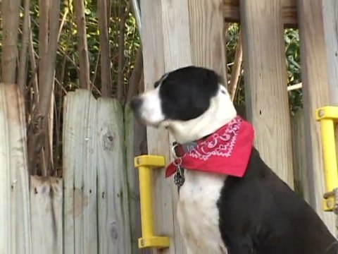 Wally On The Run, featuring Cookie and Oreo