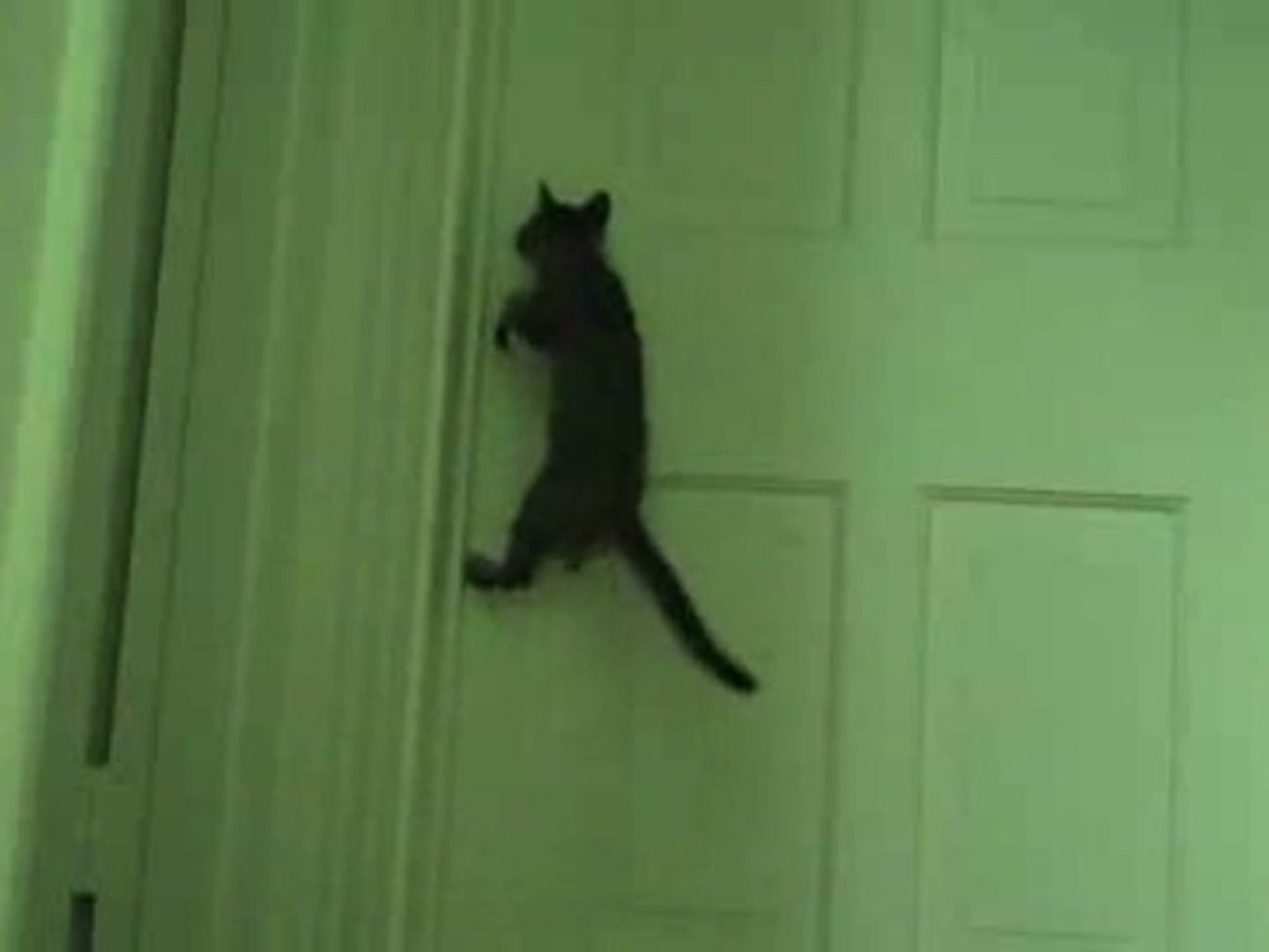 gatto acrobata apre la porta chiusa - Video Dailymotion