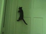 gatto acrobata apre la porta chiusa
