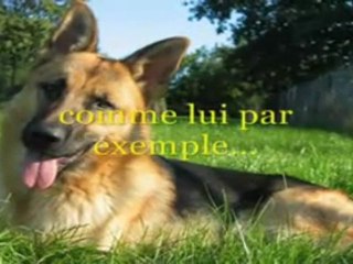 Chiens classés dangereux