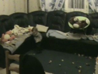 les pas de la st éloi