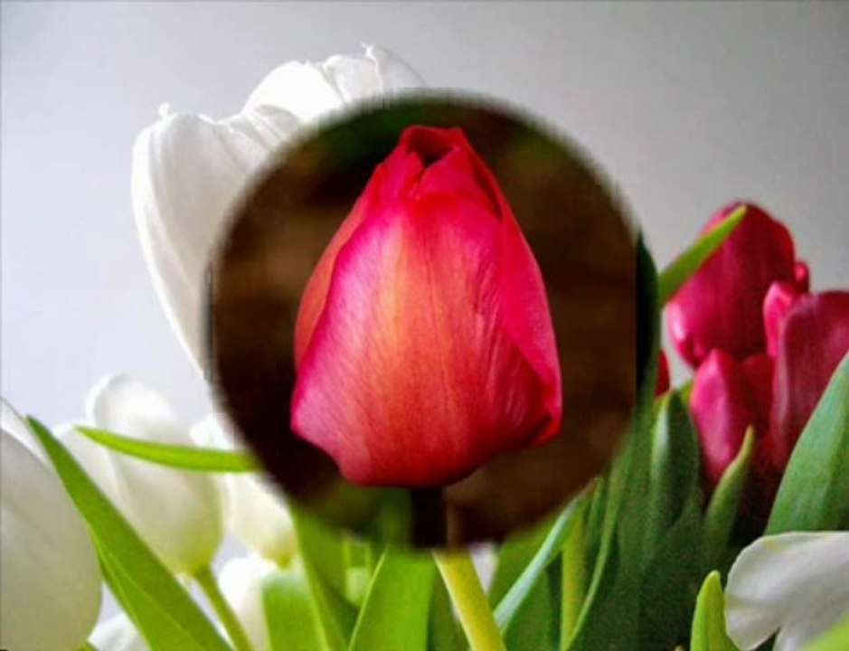 Selami şahin  illede sen