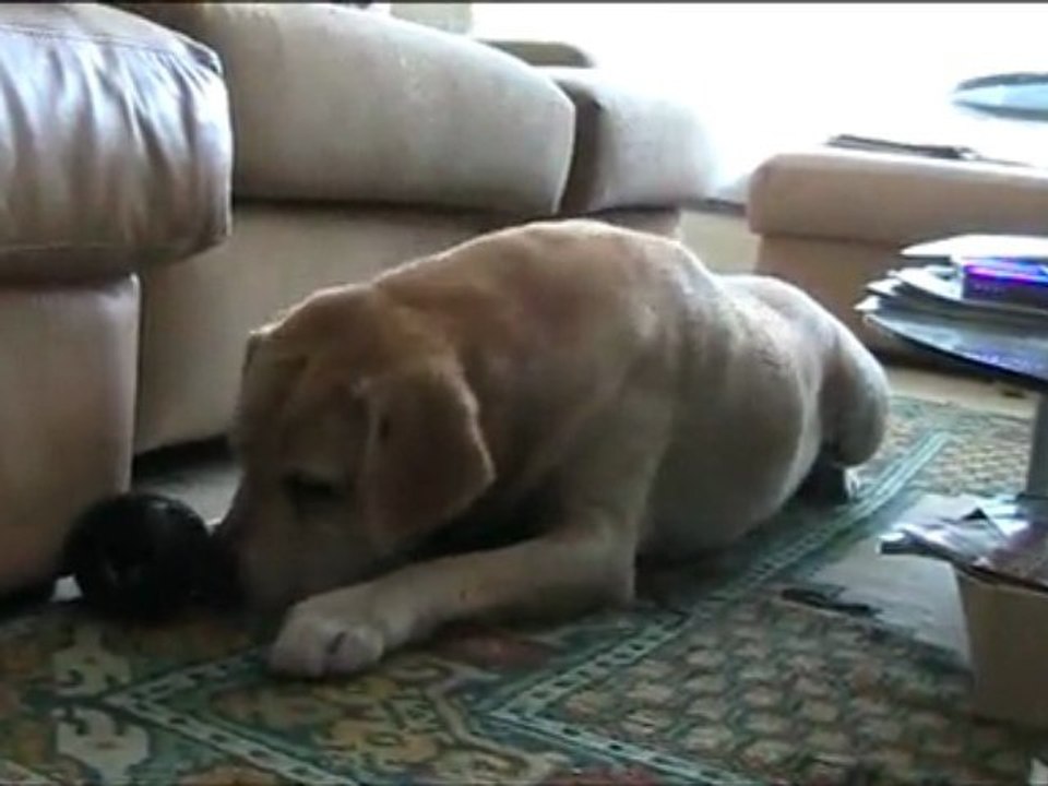 Willy et le Kong