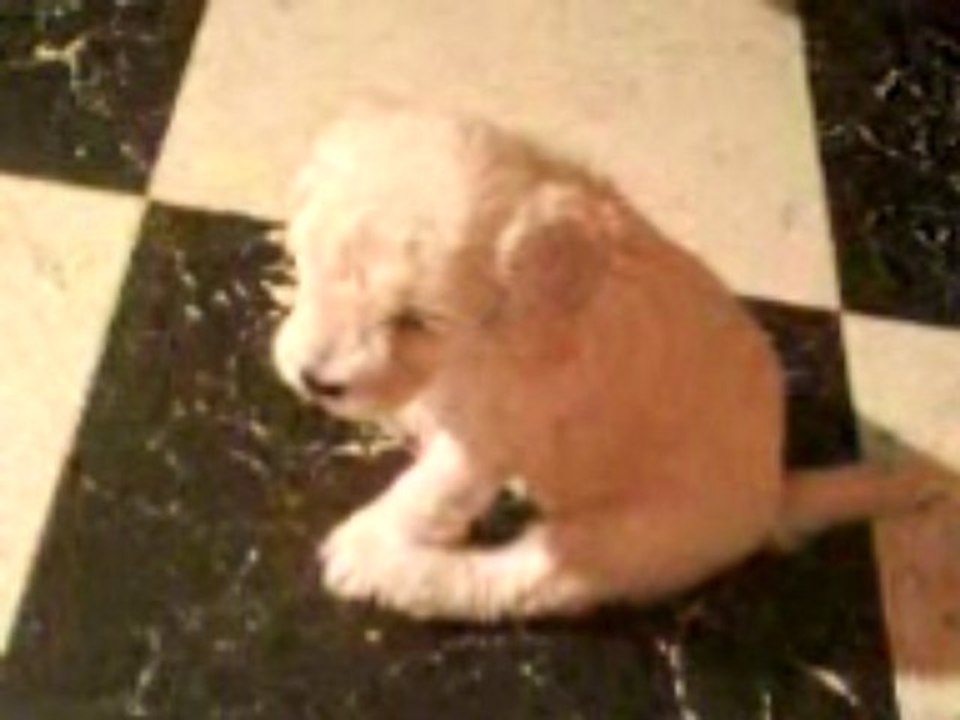 Mes petits trotteurs ( chanson bebe lili )