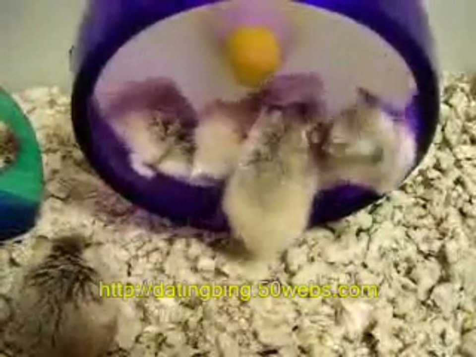 The Most Stupid Race