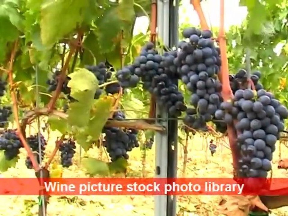 [E] Fattoria Poggerino (#2) in Chianti, biodynamism ...