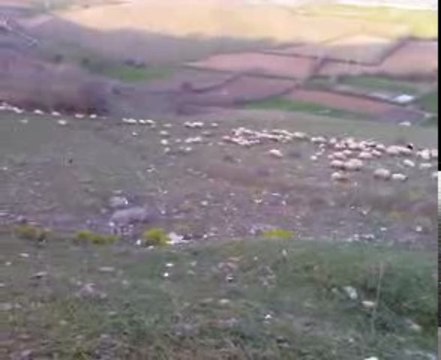 Erbaa Akça Kasabası_dan koyun otlatma