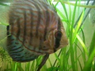 Discus malade 3