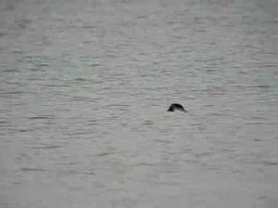 Plongeon imbrin et plongeon arctique