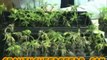 How to Clone Marijuana Plants for an Indoor Marijuana ...