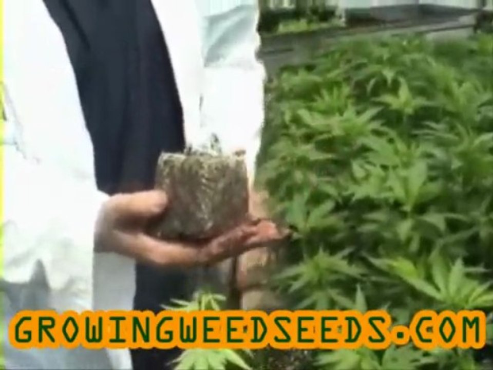 How to Clone Marijuana Plants for an Indoor Marijuana ...