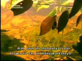 Kamuflaj ustası yaprak balığı