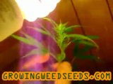 Closet Marijuana Grow :: part 11 :: :: indica :: Indoor ...