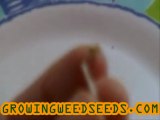 How to Germinate Marijuana Seeds :: part 2 :: Quick and ...