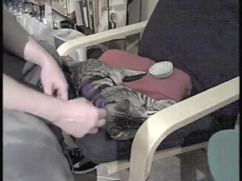 Cat_Walking_Jacket