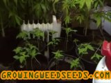 How to Germinate Marijuana Seeds :: part 3 :: Quick and ...