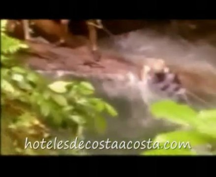 bahia solano, Excursiones, ballenas y aves en bahia solano