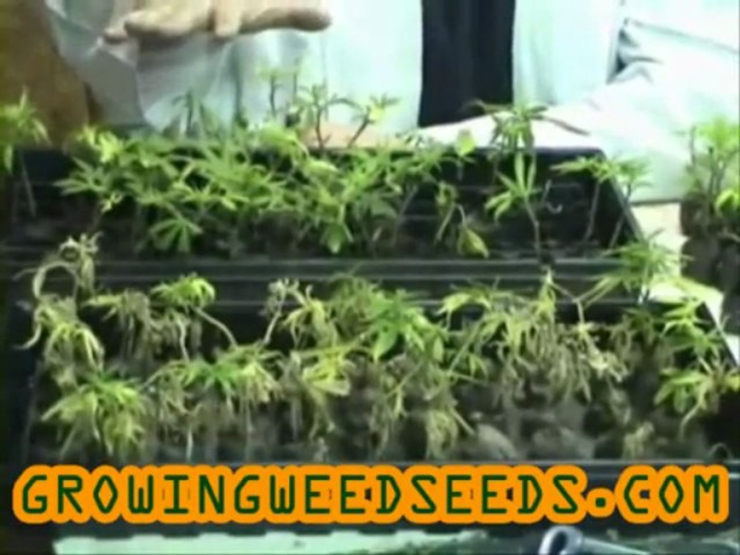 ⁣How to Clone Cannabis Plants for an Indoor Cannabis ...