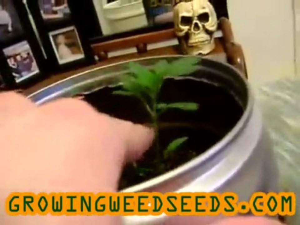 Closet Cannabis Grow :: part 2 :: :: indica :: Indoor ...