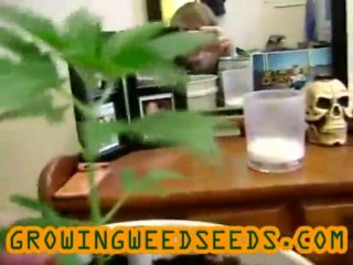 Closet Cannabis Grow :: part 3 :: :: indica :: Indoor ...