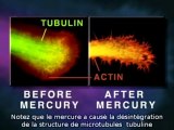 effets du mercure sur les neurones S/T