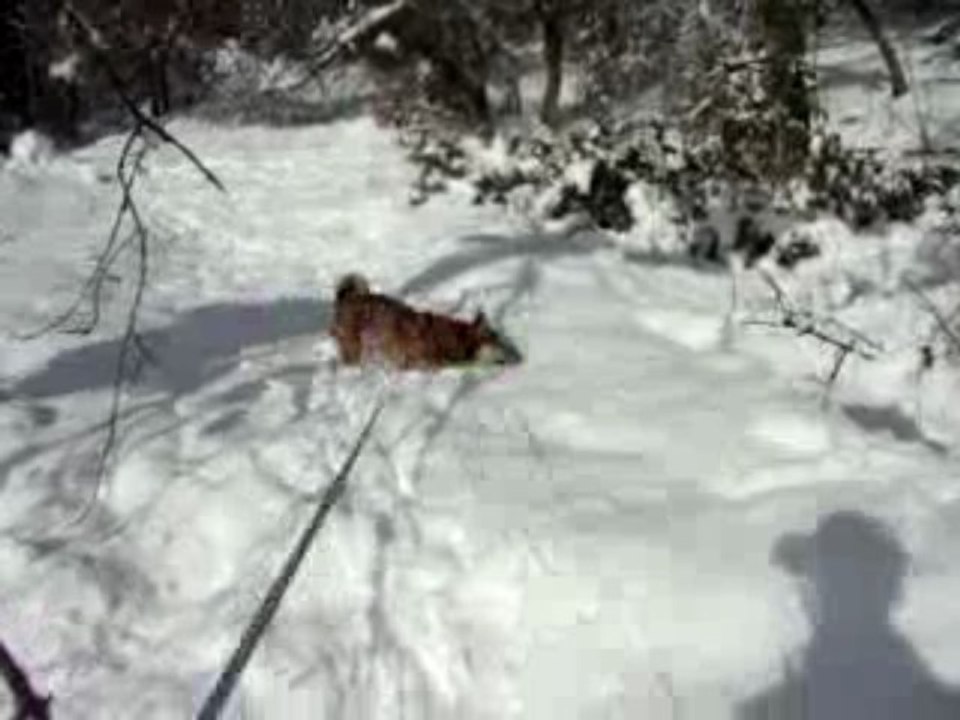 Apache joue dans la neige