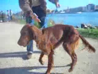 DALVA du Bois d'Acacias