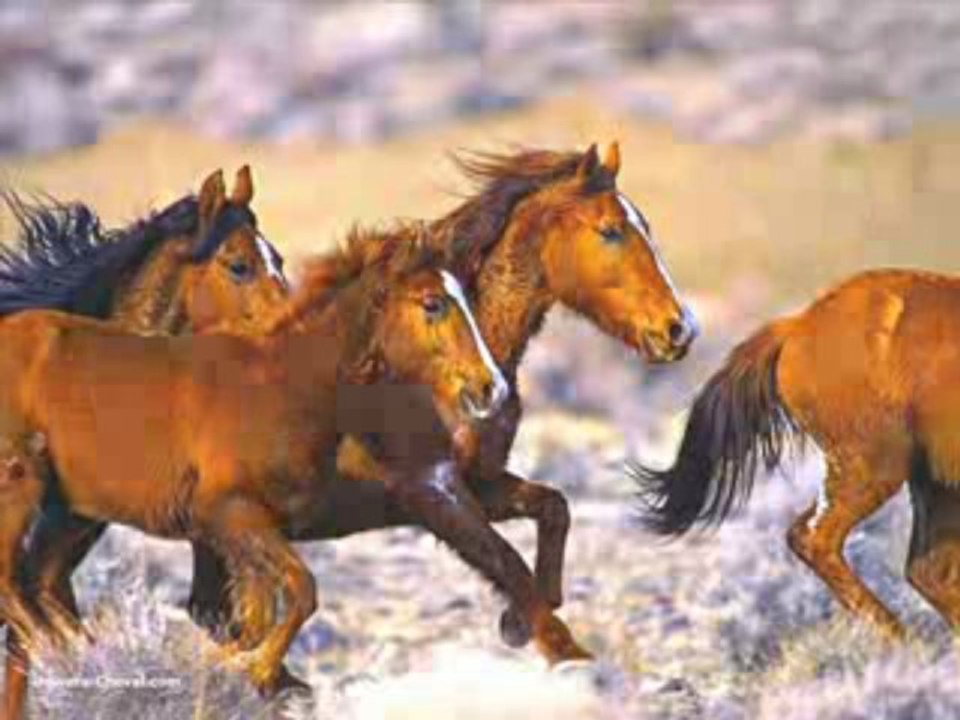 Le cheval ♥