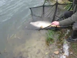 rmise a l eau d' une belle carpe par mick