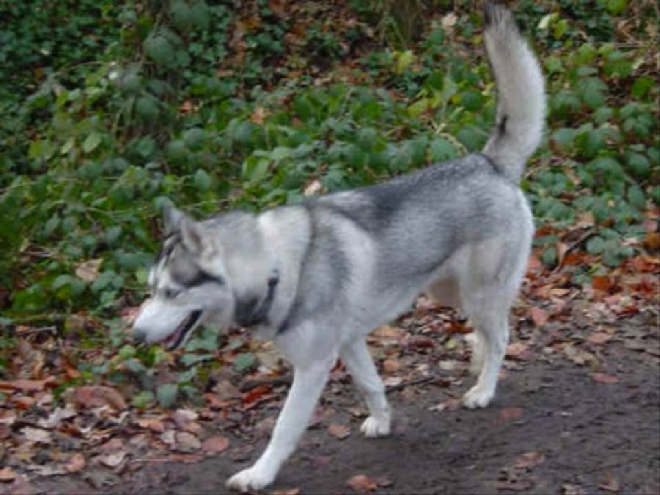 husky