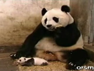 YouTube - Panda Sneezing -- Un Panda éternue __