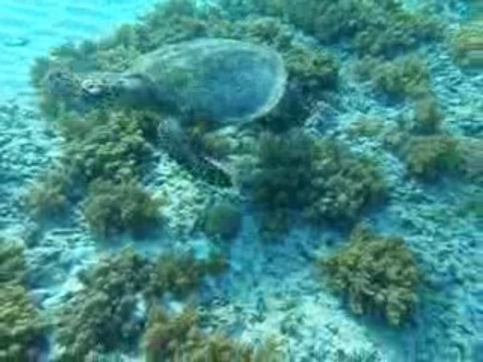 Snorkeling in Gili Trawagan