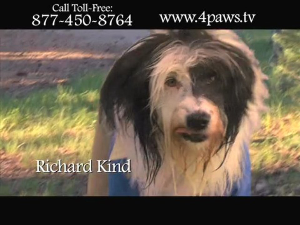 Heidi 4 Paws: A Furry Tale