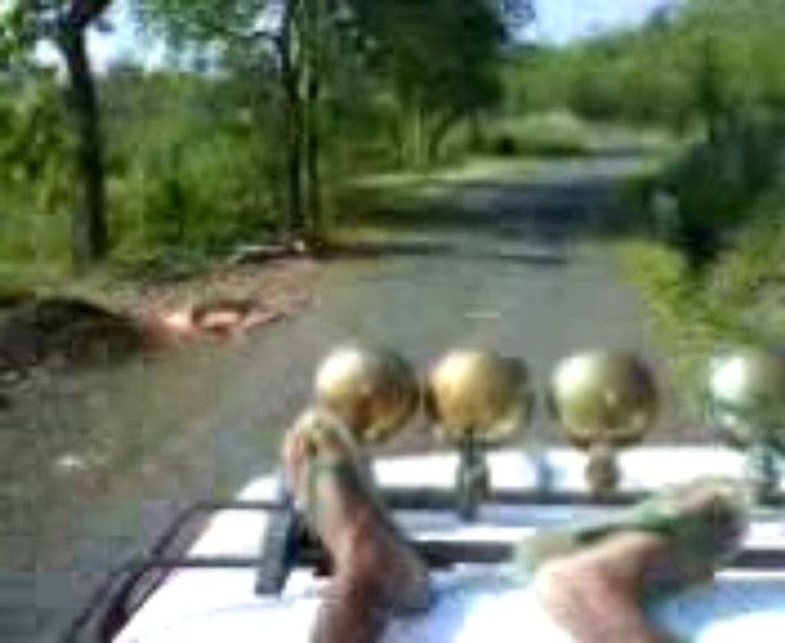 Flores Bus