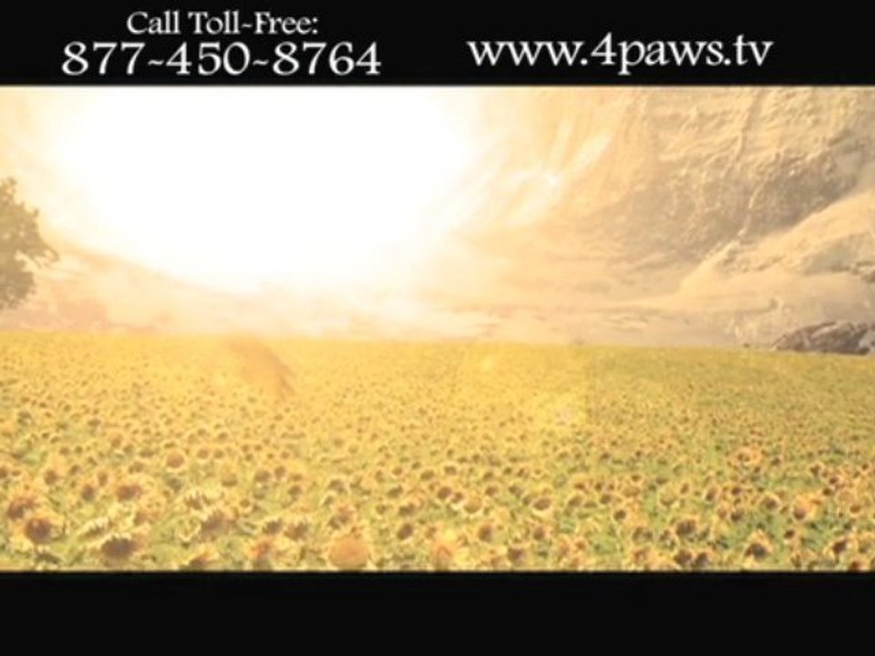 Heidi 4 Paws: Hear my Prayer