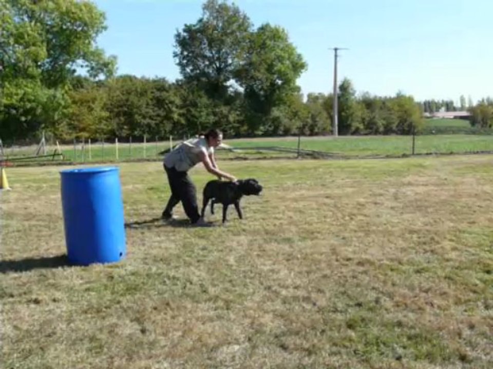 Darzan Cane Corso entraînement au mordant
