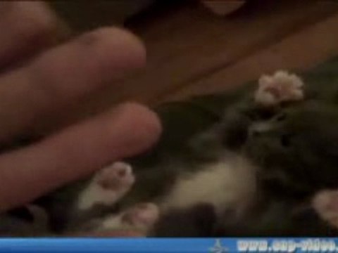 Chatons les pattes en l'air