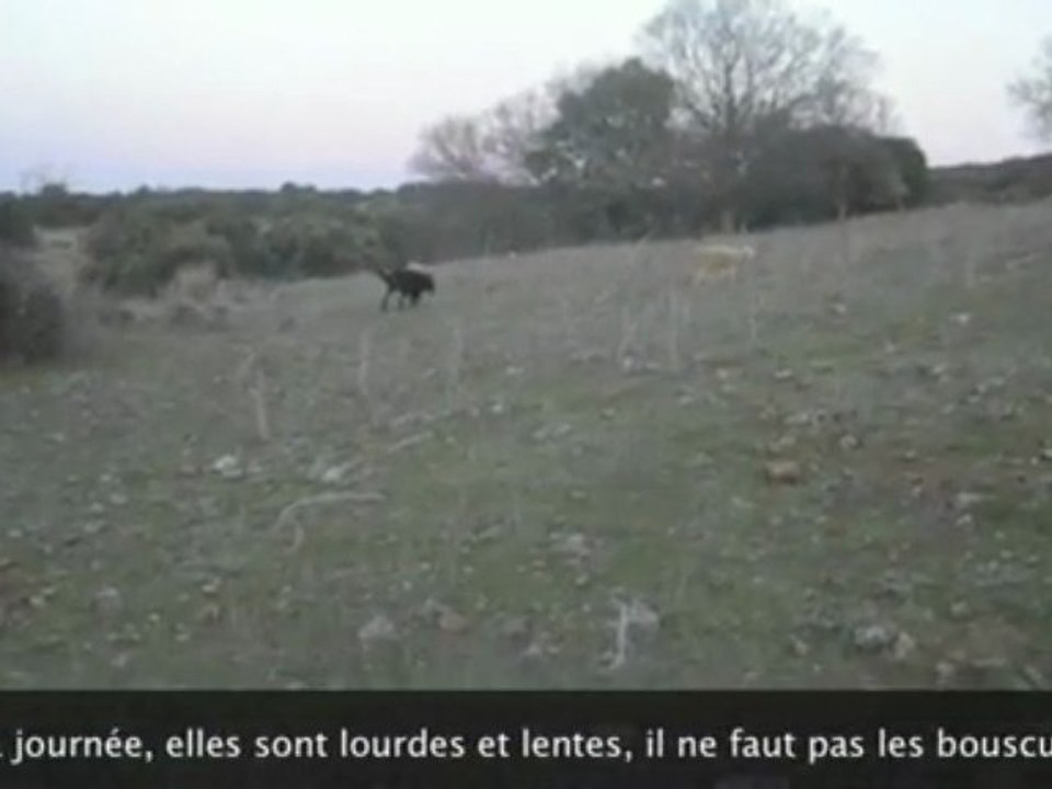 Urkan berger de Beauce ramène le troupeau à la bergerie
