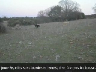 Urkan berger de Beauce ramène le troupeau à la bergerie