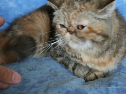 Mes chats, mes bébés!