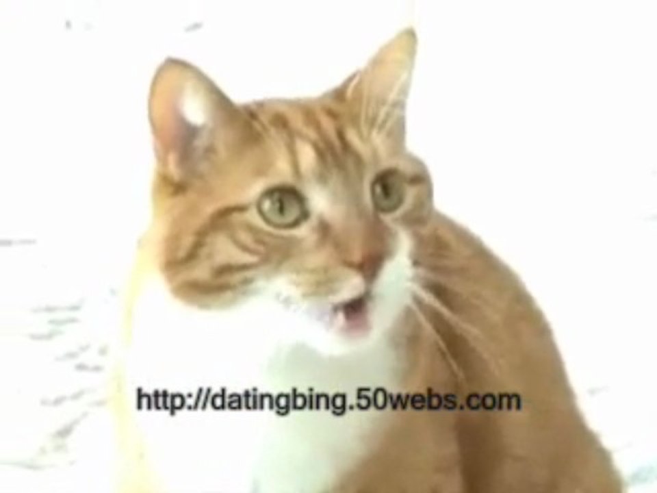 Funny Cats Talking