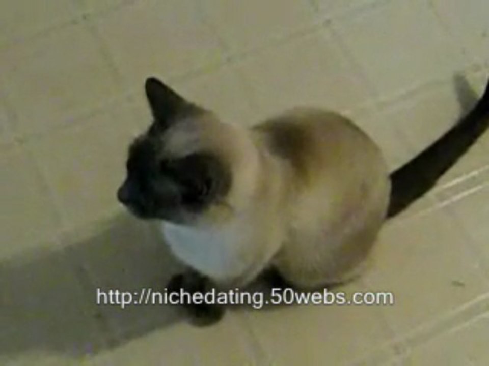Sad Cats Talking