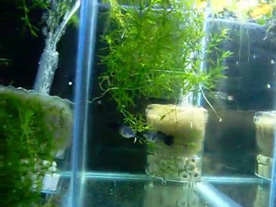 Guppy tank rack