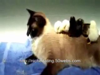 Cat Adopts Baby Chicks
