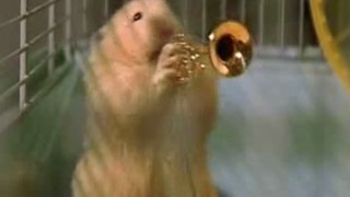 Hamster qui jouent du jazz