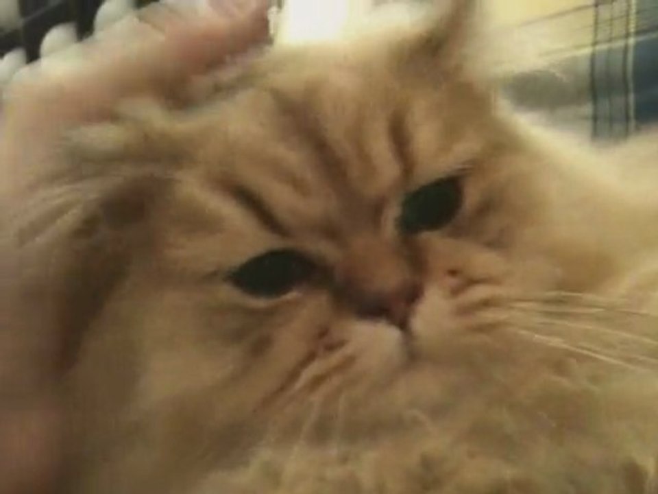 Elliott du Grand Baronnet - Chaton persan Golden Shaded