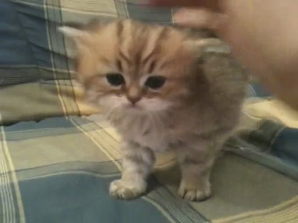 Evangelie de Silver Gate, chaton Persan Golden Femelle